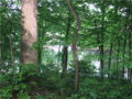View: Wooded part of lake front extends along the east shore. Back yard is grassy flat for yard games, garden, and privacy buffer. More land would not buy you more privacy.
