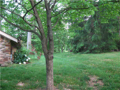 Yard: Flat area behind and to south of home for recreational yard games, garden, passage for beer truck around home to lakeside dock.
