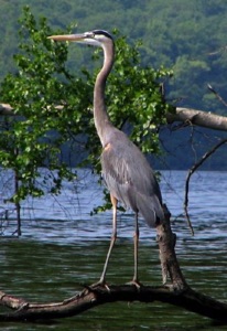 Blue Heron