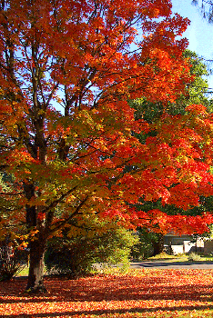 Fall in Central Indiana